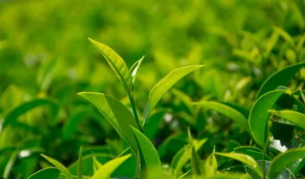 深圳到香港物流：茶葉出口到香港怎么過關(guān)