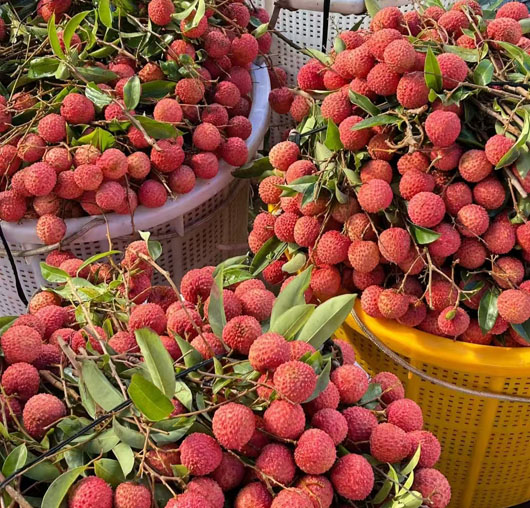 深圳海關助力荔枝搶“鮮”出口到國外