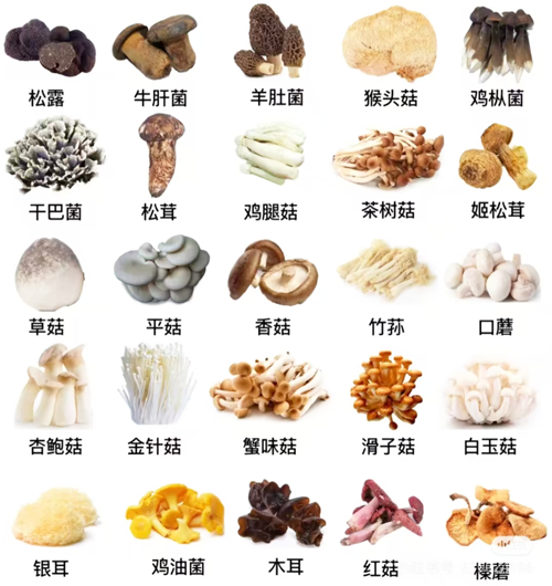 深圳到香港物流：食用菌出口的通關(guān)流程介紹